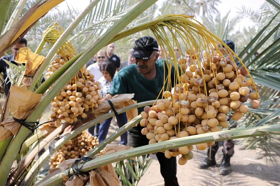 انطلاق موسم قطاف التمور في محافظة اريحا والاغوار