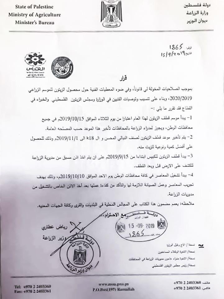 موعد قطف الزيتون.