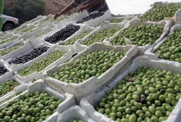 توقعات.. موسم زيت الزيتون سيكون الافضل منذ 2006