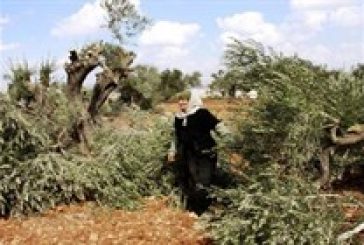 مستوطنون يقتلعون مئات أشجار الزيتون جنوب بيت لحم