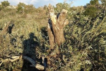 سلفيت : مستوطنون يقتلعون 14 شجرة زيتون