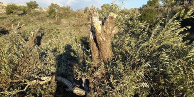 مستوطنون يقطعون عشرات أشجار الزيتون والكرمة غرب بيت لحم