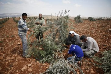 مستوطنون يحطمون عشرات اشجار الزيتون شرق يطا