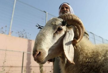 الأوقاف وقطر الخيرية يوقعان اتفاقية لتنفيذ مشروع أضاحي العيد