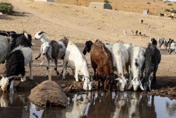 الأغوار ... مستوطنون يسيجون محيط نبع عين الحلوة ويمنعون الرعاة من سقي مواشيهم