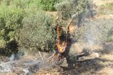 مستعمرون يحرقون أشجارا في محيط مقر 