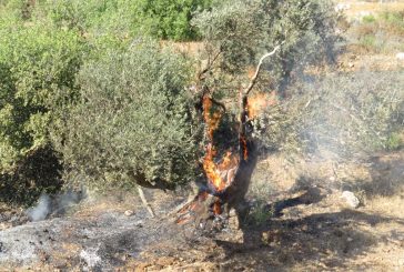 مستعمرون يحرقون أشجارا في محيط مقر 