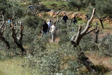 مستوطنون يقطعون 80 شجرة زيتون ويجرفون أكثر من 60 دونما شمال رام الله
