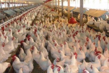 وزير الزراعة: سنشهد اليوم انخفاضا على اسعار الدجاج