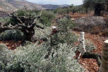 نابلس..مستوطنون يقطعون عشرات أشجار الزيتون في بورين