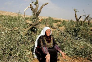 الخليل: مستوطنون يقطعون 70 شجرة زيتون بمسافر يطا
