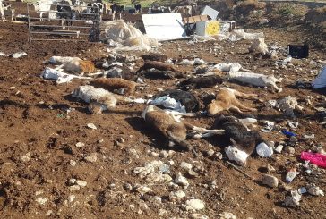 نفوق 100 رأس من العجول والأبقار في الأغوار الشمالية