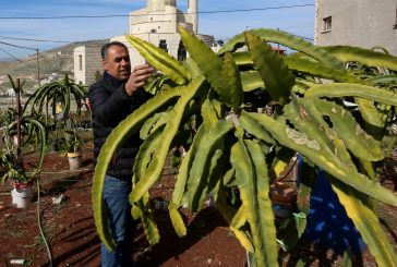 فلسطيني ينجح بإنشاء مزرعة لإنتاج فاكهة التنين