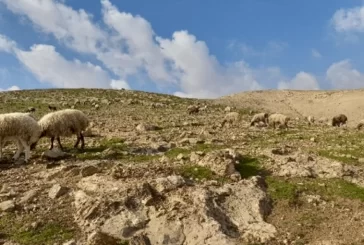 مستوطنون يحاولون سرقة مواشي من عرب المليحات
