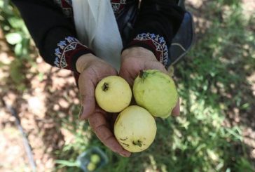 قلقيلية - القنصل البريطاني وبعثات دبلوماسية يطلعون على أوضاع قلقيلية ويشاركون في قطف الجوافة