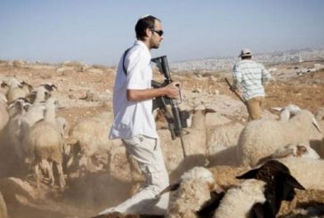 جنين : مستوطنون يستولون على 120 رأس غنم لمزارع من بلدة عرابة