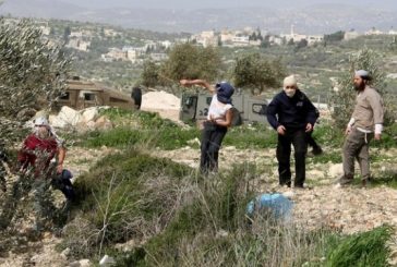 الخليل-مستوطنون يحرقون محاصيل زراعية بمسافر يطا جنوب الخليل