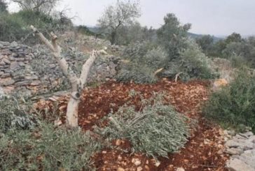 قلقيلية -مستوطنون يكسرون 40 شجرة زيتون شرق قلقيلية
