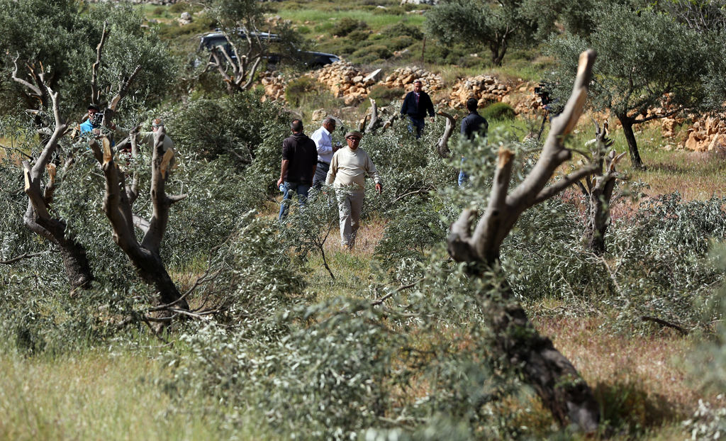 نابلس : مستوطنون يكسرون 155 شجرة زيتون في دير شرف