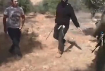 نابلس-الاحتلال يعتدي على قاطفي الزيتون في مادما جنوب نابلس