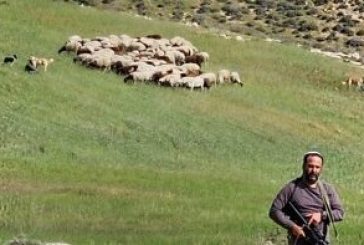 رام الله-مستوطن يرعى أغنام في المغير بحماية الاحتلال