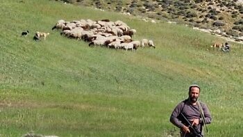 رام الله-مستوطن يرعى أغنام في المغير بحماية الاحتلال