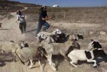 طوباس-مستوطنون يعتدون على راعٍ في الأغوار الشمالية