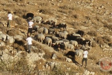 الاحتلال يعتقل مواطنين ومتضامنين اجانب جنوب الخليل
