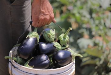 لمواجهة التجويع.. العربية لحماية الطبيعة تزرع مع 162 مزارعا 