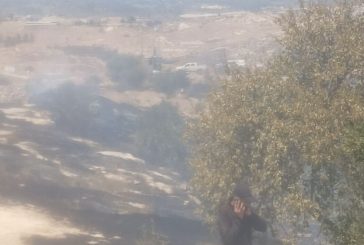 مستوطنون يحرقون عشرات أشجار الزيتون في خلايل اللوز