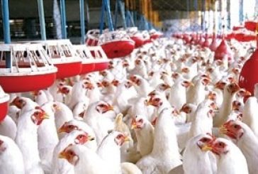 ما هي اسباب ارتفاع اسعار بيع الدواجن؟