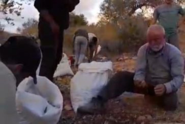 مستوطنون يهاجمون قاطفي الزيتون ويتلفون معداتهم في كفر الديك