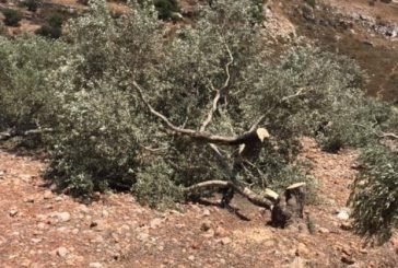 مستوطنون يسرقون ثمار زيتون ومعدات زراعية من أراضي غرب سلفيت