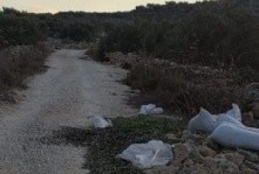 جيش الاحتلال يعتدي على المزارعين ويدمر محصول الزيتون شرق قلقيلية