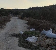 جيش الاحتلال يعتدي على المزارعين ويدمر محصول الزيتون شرق قلقيلية