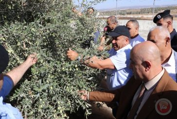 المحافظ دودين: شجرة الزيتون شاهد على تاريخنا ونضال شعبنا الطويل