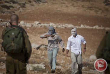 تقرير: معاناة المزارعين في موسم قطاف الزيتون هذا العام أشد قسوة