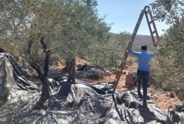 الاحتلال يطلق النار صوب قاطفي الزيتون غرب سلفيت