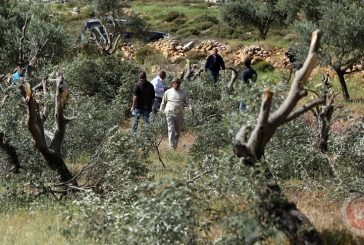 407 اعتداءات ضد قاطفي الزيتون في الضفة
