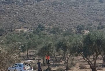 مستوطنون يسرقون ثمار الزيتون بياسوف