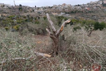 مستوطنون يقطعون عشرات أشجار الزيتون المعمرة في قرية ياسوف شرق سلفيت