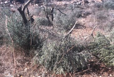 مستوطنون يدمرون 50 شجرة زيتون شرق مدينة يطا