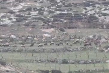 مستوطنون يسرقون 800 رأس غنم و3 خيول وحمارين من برية بني نعيم