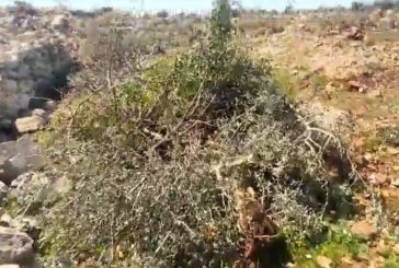 مستوطنون يجرفون أراضي ويقتلعون عشرات الأشجار غرب سلفيت