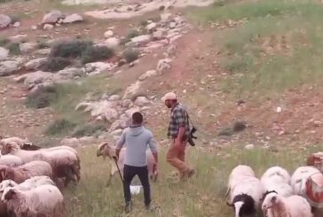 الاستيطان الرعوي يقوض حياة مواطني مسافر يطا ويهددهم بالتهجير