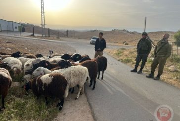 مستوطنون يطلقون مواشيهم لرعي مزروعات المواطنين في مسافر يطا