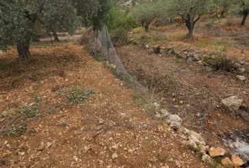مستوطنون يعتدون على اراضي المزارعين في بلدة بتير غرب بيت لحم