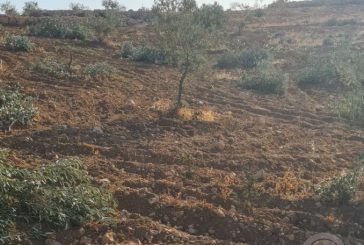 مستوطنون يقطعون نحو 100 شجرة زيتون شرق يطا