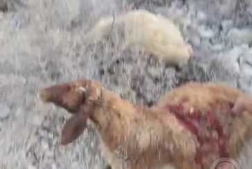 مجزرة في الاغوار: المستوطنون يسرقون ويذبحون 117 رأس غنم ويهاجمون السكان ليلا