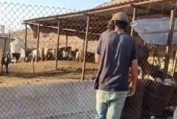شاهد- مستوطنون يقتحمون تجمع شلال العوجا شمال أريحا